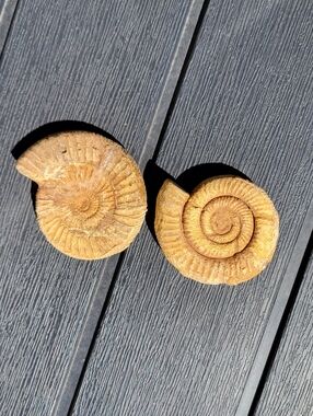 Ammonite Unpolished Fossils (2) - Please Read Desription